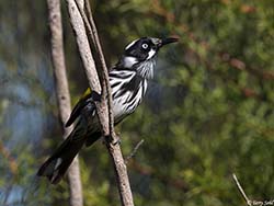 New Holland Honeyeater 1 -  Phylidonyris novaehollandiae