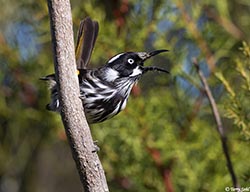 New Holland Honeyeater 2 - Phylidonyris novaehollandiae