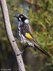New Holland Honeyeater 3 - Phylidonyris novaehollandiae