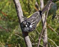 New Holland Honeyeater 4 - Phylidonyris novaehollandiae
