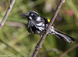 New Holland Honeyeater 5 - Phylidonyris novaehollandiae
