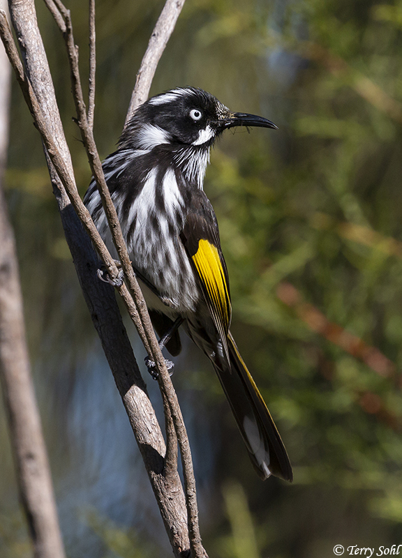 New Holland Honeyeater - Phylidonyris novaehollandiae