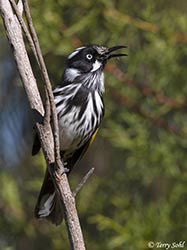 New Holland Honeyeater 7 - Phylidonyris novaehollandiae