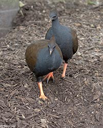 Orange-footed Scrubfowl 1 - Megapodius reinwardt