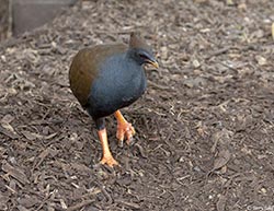 Orange-footed Scrubfowl 2 - Megapodius reinwardt