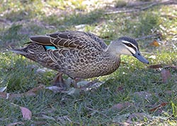 Pacific Black Duck 1 - Anas superciliosa