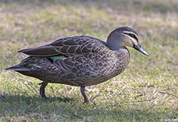 Pacific Black Duck 2 - Anas superciliosa