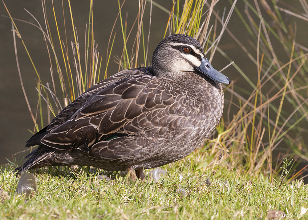 Pacific Black Duck - Anas superciliosa