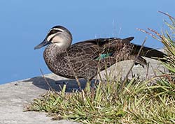 Pacific Black Duck 5 - Anas superciliosa