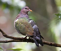 Pacific Emerald Dove 1 - Chalcophaps longirostris