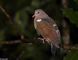 Pacific Emerald Dove 2 - Chalcophaps longirostris