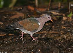 Pacific Emerald Dove 4 - Chalcophaps longirostris