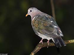 Pacific Emerald Dove 8 - Chalcophaps longirostris