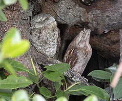 Papuan Frogmouth 1 - Podargus papuensis