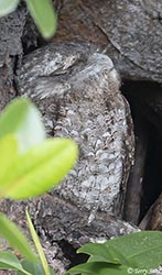 Papuan Frogmouth 3 - Podargus papuensis