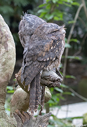 Papuan Frogmouth 4 - Podargus papuensis