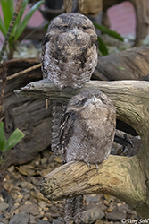 Papuan Frogmouth 5 - Podargus papuensis