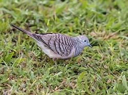Peaceful Dove 1 - Geopelia placida