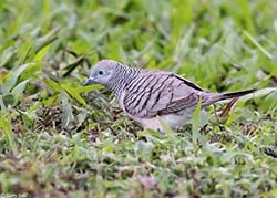 Peaceful Dove 2 - Geopelia placida