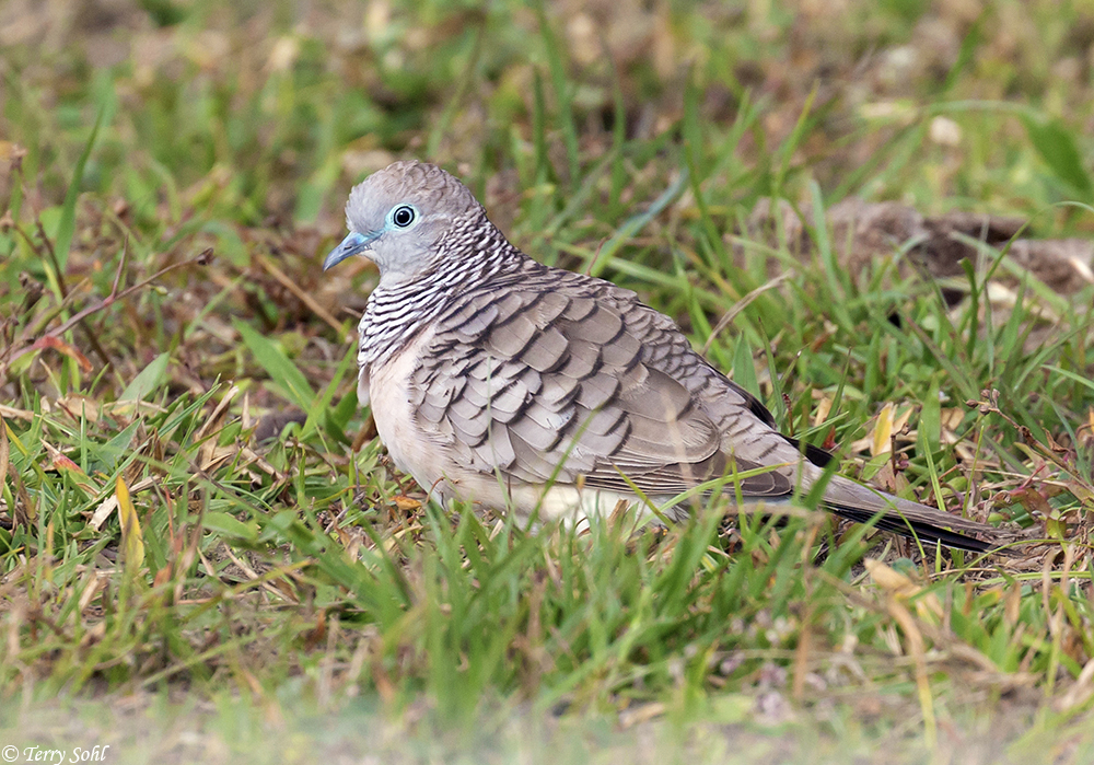 Peaceful Dove - Geopelia placida