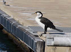 Pied Cormorant 1 - Phalacrocorax varius