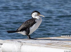 Pied Cormorant 2 - Phalacrocorax varius