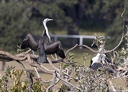 Pied Cormorant 5 - Phalacrocorax varius