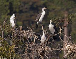 Pied Cormorant 8 - Phalacrocorax varius