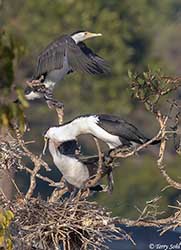 Pied Cormorant 9 - Phalacrocorax varius