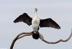 Pied Cormorant 10 - Phalacrocorax varius