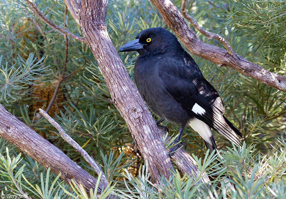 Pied Currawong - Strepera graculina