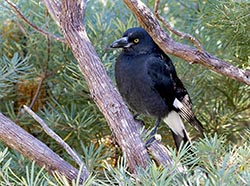 Pied Currawong 2 - Strepera graculina