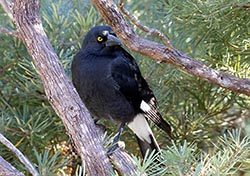 Pied Currawong 3 - Strepera graculina