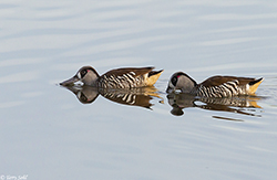 Pink-eared Duck 3 - Malacorhynchus membranaceus