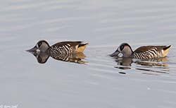 Pink-eared Duck 12 - Malacorhynchus membranaceus