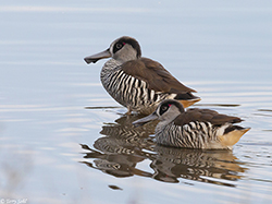 Pink-eared Duck 5 - Malacorhynchus membranaceus