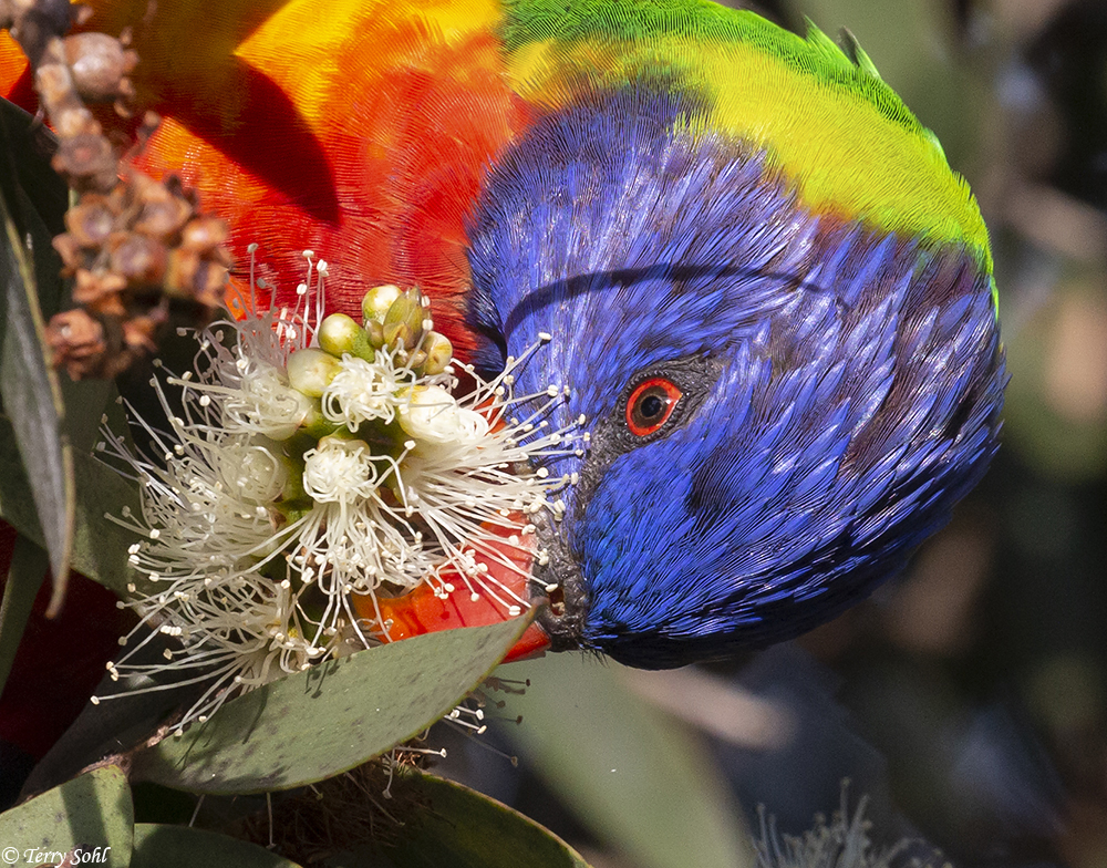 Rainbow Lorikeet - Trichoglossus moluccanus