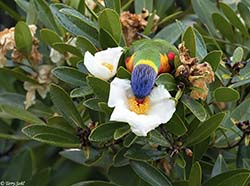 Rainbow Lorikeet 7 - Trichoglossus moluccanus