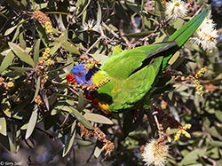 Rainbow Lorikeet 6 - Trichoglossus moluccanus