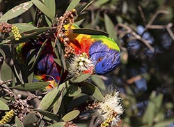 Rainbow Lorikeet 11 - Trichoglossus moluccanus