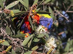 Rainbow Lorikeet 12 - Trichoglossus moluccanus
