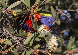 Rainbow Lorikeet 13 - Trichoglossus moluccanus