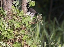 Red Wattlebird 2 - Anthochaera carunculata