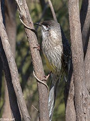 Red Wattlebird 3 - Anthochaera carunculata