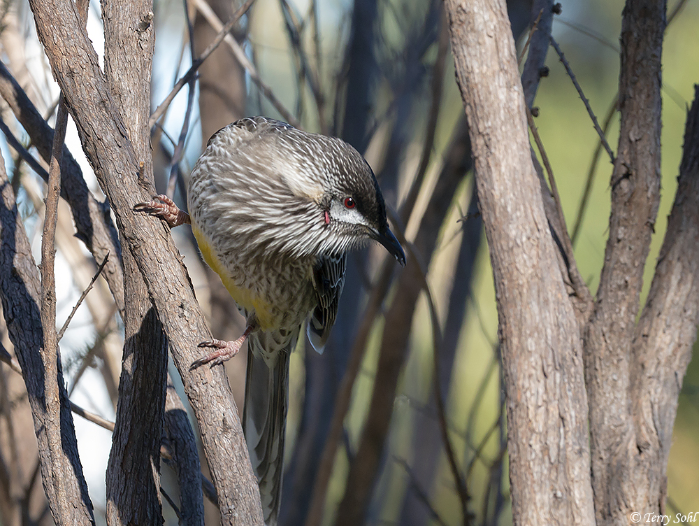 Red Wattlebird - Anthochaera carunculata