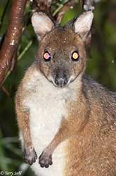 Red-legged Pademelon 3 - Thylogale stigmatica