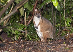 Red-legged Pademelon 4 - Thylogale stigmatica
