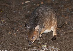 Red-legged Pademelon 6 - Thylogale stigmatica