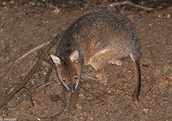 Red-legged Pademelon 7 - Thylogale stigmatica