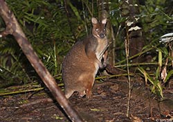 Red-legged Pademelon 8 - Thylogale stigmatica